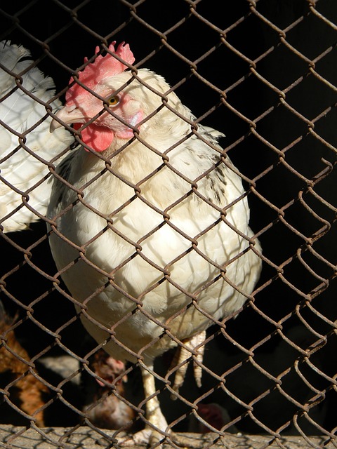 与对比赛策 与对比赛策